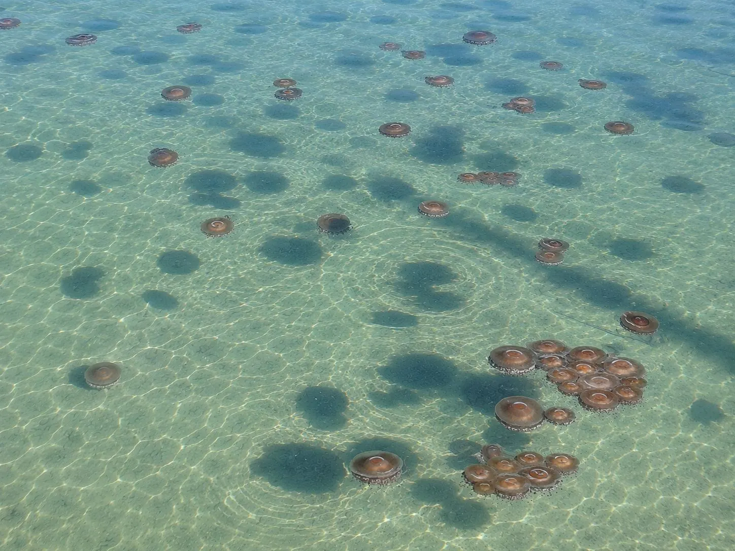 Foto: Medusas en La Mata y Torrevieja