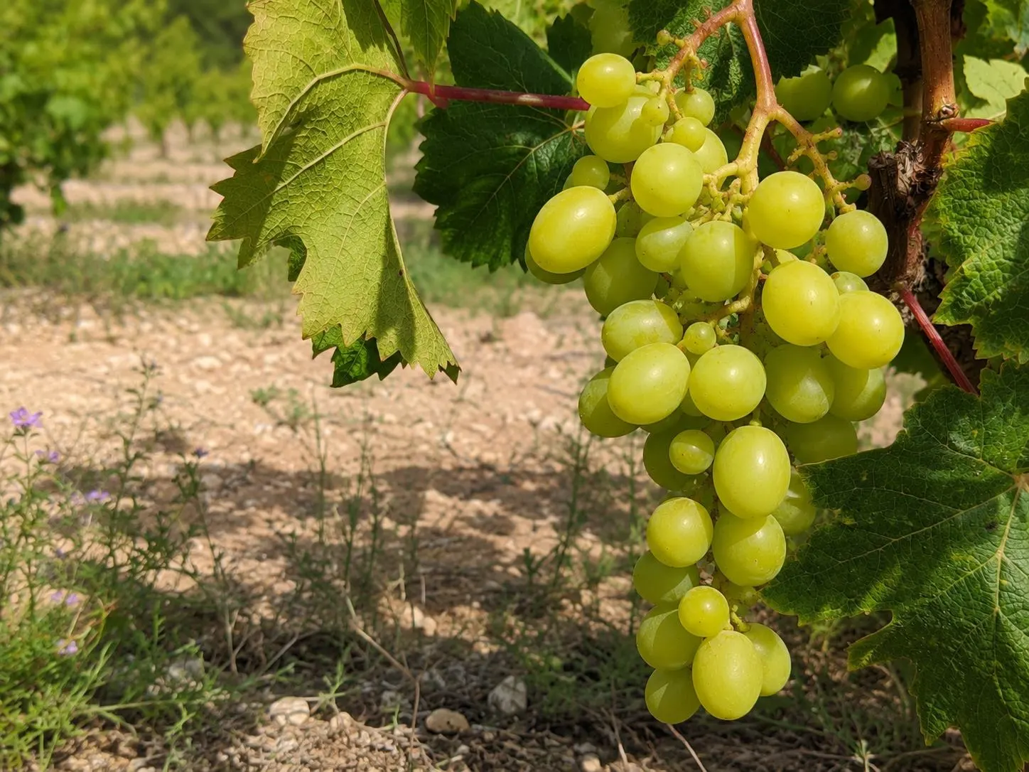Vinos de Alicante